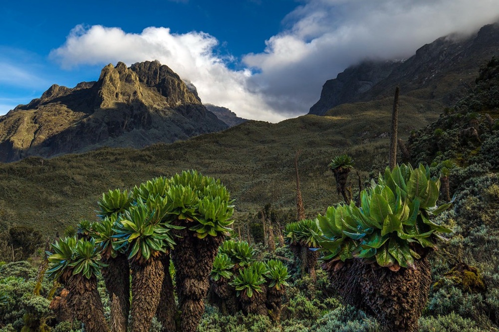Les monts Rwenzori, Ouganda
