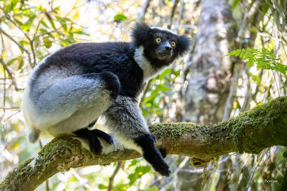 L'indri indri à Analamazaotra, parc national d’Andasibe-Mantadia