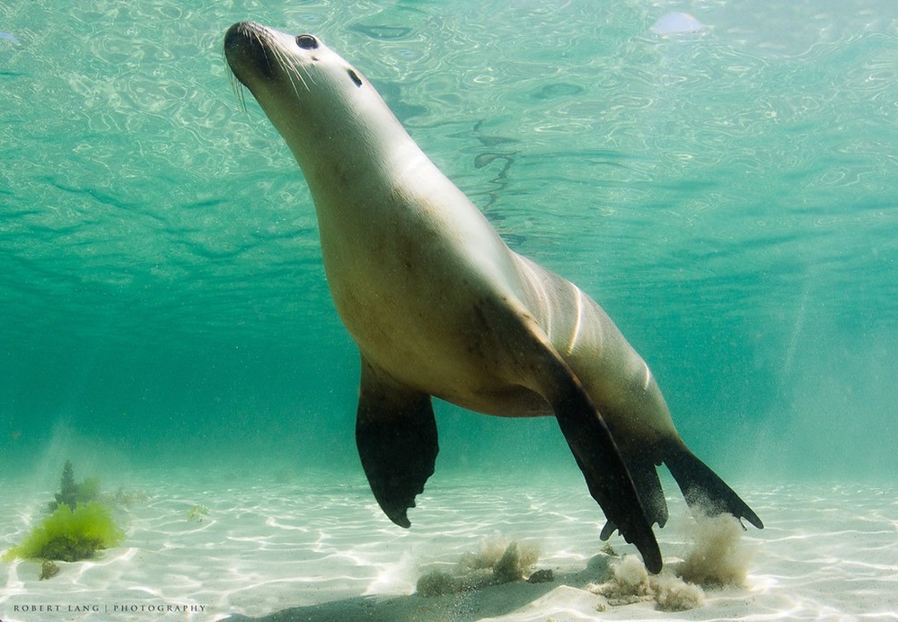 Lion de mer à Baird Bay, Eyre Peninsula, Australie-Méridionale