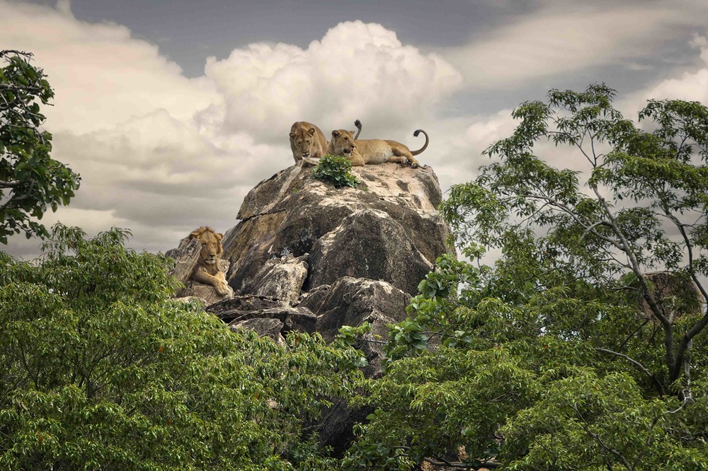 Lions au Kidepo Valley, Ouganda