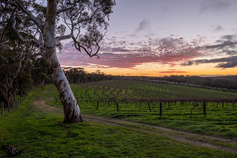 McLaren Vale, Australie-Méridionale