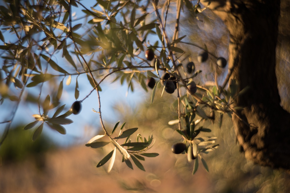 Olives à Rhodes