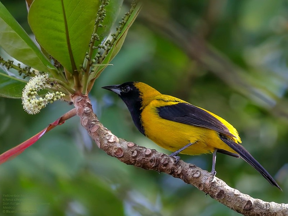 Oriole noir et or à Sian Ka'an, Quintana Roo
