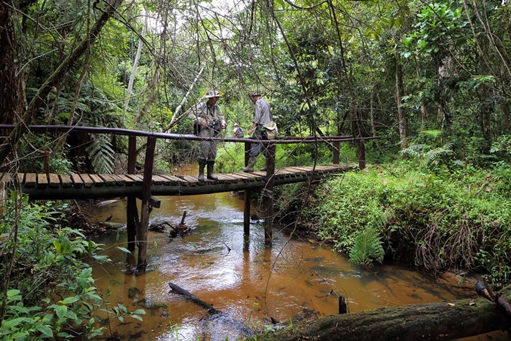 Randonner dans la forêt primaire de Mantadia