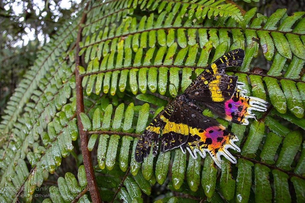 Réserve de Vohimana, parc national d’Andasibe-Mantadia