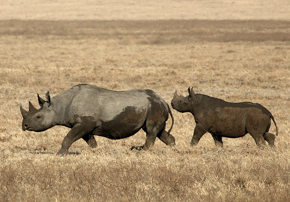 Rhinocéros dans le cratère du Ngorongoro