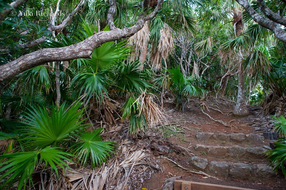 Sentier dans la jungle de Chichijima, Ogasawara