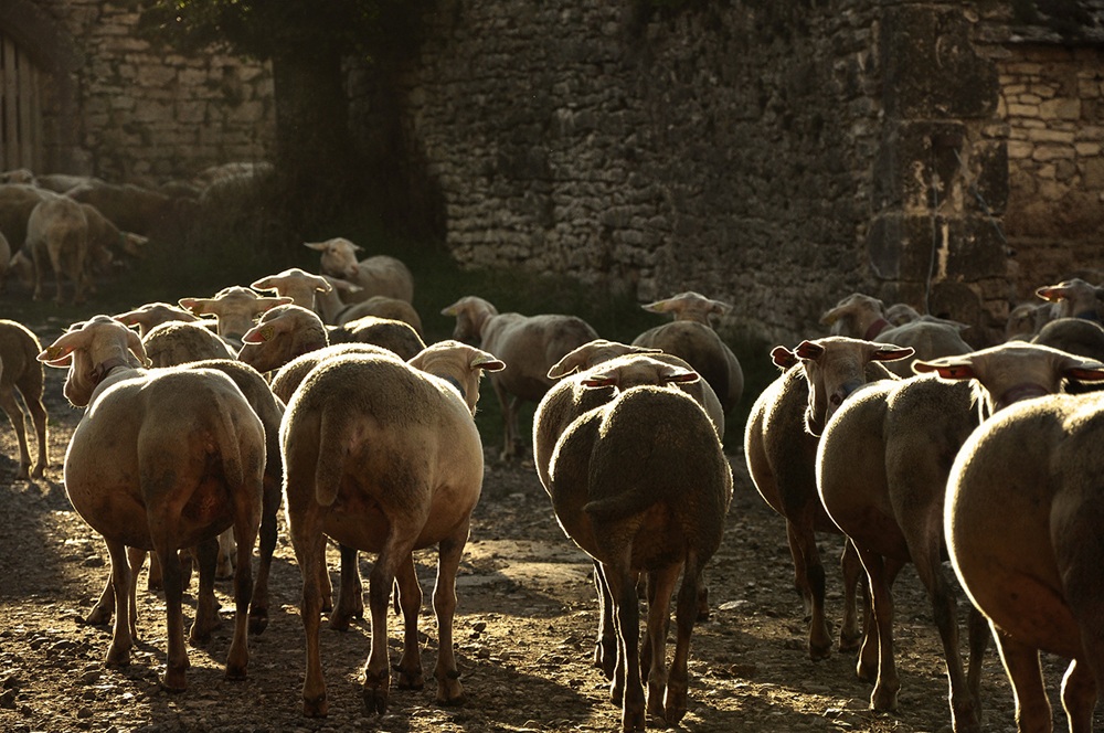 Transhumance dans les Pyrénées