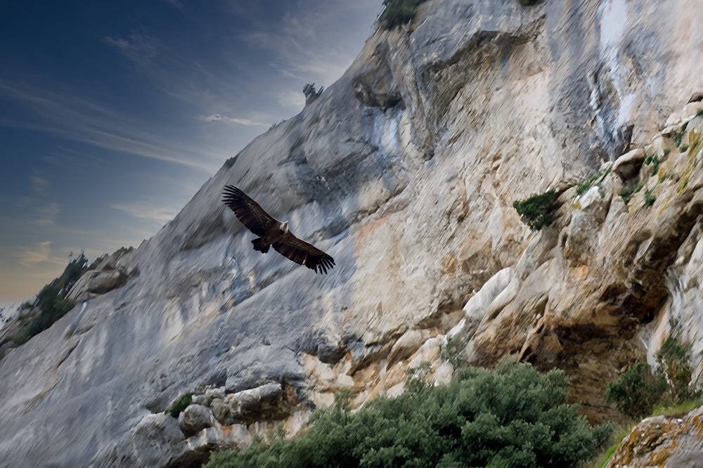 Vautour, désert des Bardenas