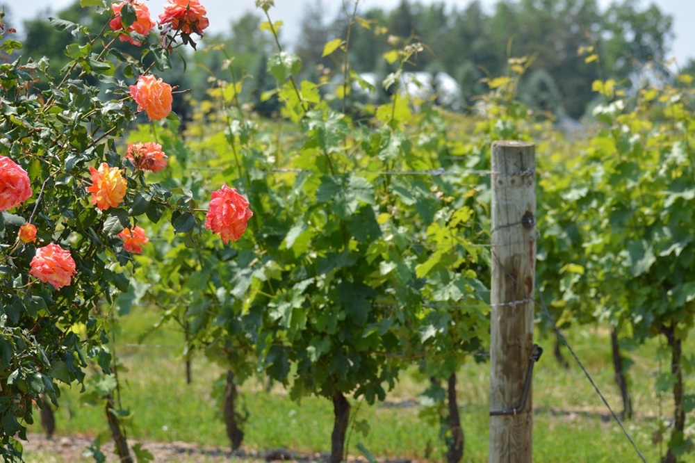 Vignoble à Niagara-on-the-Lake, Ontario