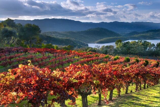 Visiter la Napa Valley
