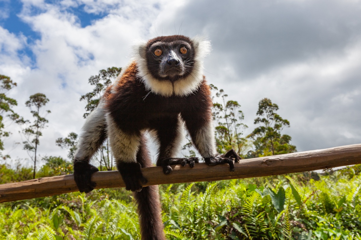 Visiter le parc national d’Andasibe-Mantadia, Madagascar