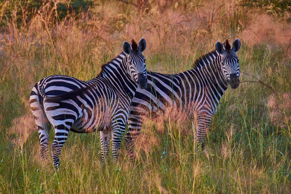 Zèbres dans le Parc de Mudumu, bande de Caprivi