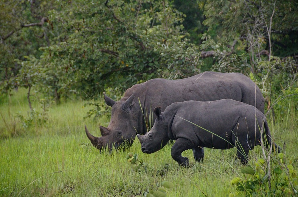 Ziwa Rhino Sanctuary, Ouganda